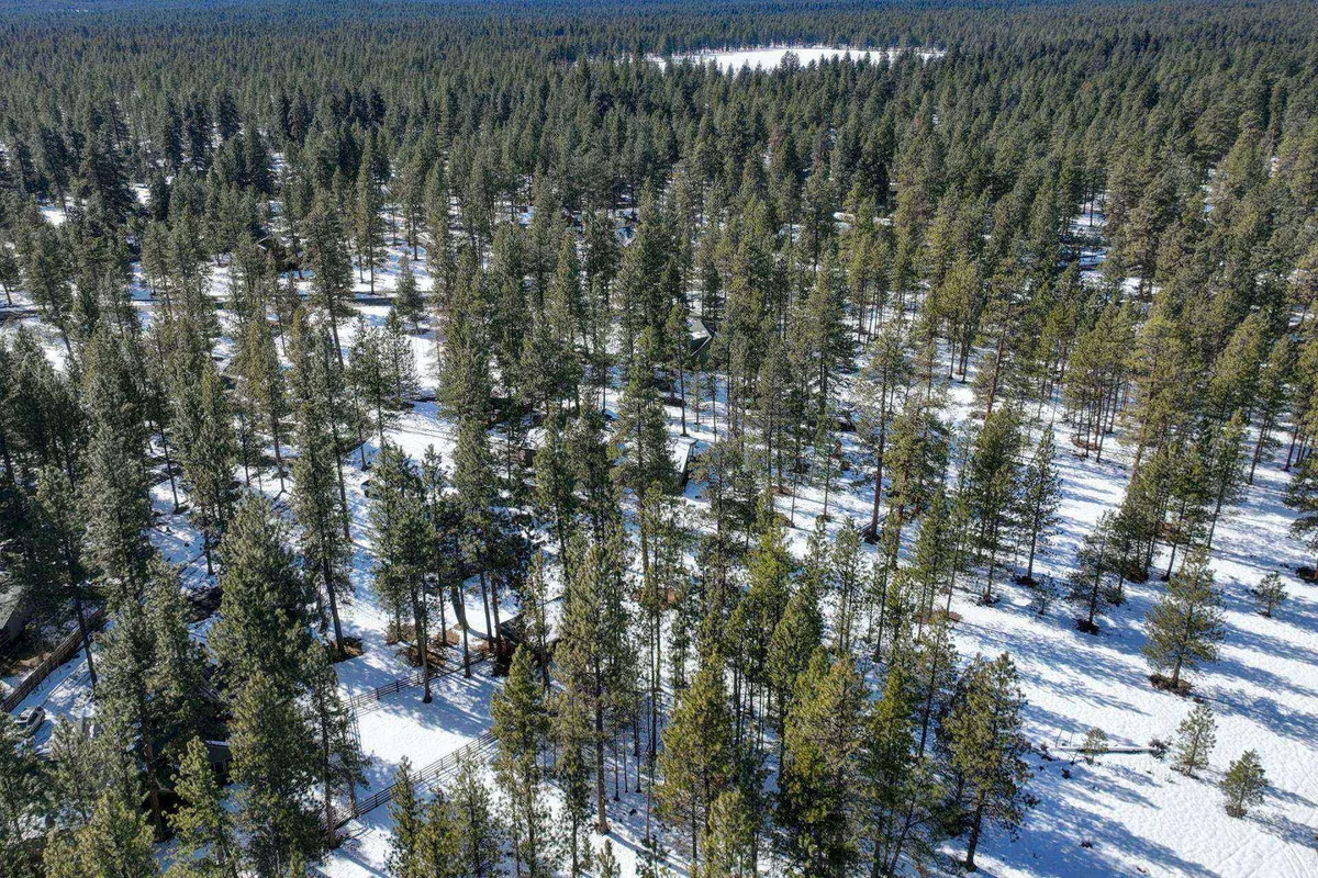 A tranquil view showcasing a dense stand of towering pine trees with a snow-covered ground stretching into the distance. The photo looks into the forest, inviting the viewer to imagine walking, hiking, or exploring among the trees, with a sense of peaceful solitude and natural beauty.